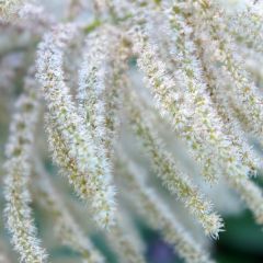 Aruncus sinensis Zweiweltenkind - Geitenbaard