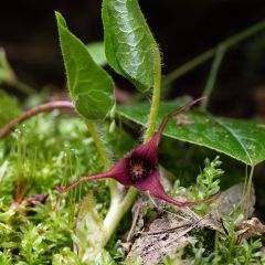 Asarum caudatum - Mansoor