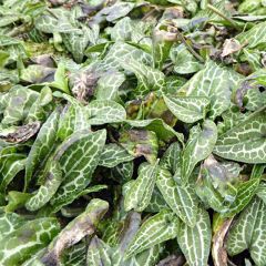 Asarum epigynum Takasago Saishin - Hazelwortel