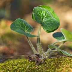 Asarum europaeum - Mansoor
