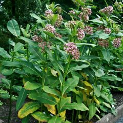 Asclepias syriaca - Zijdeplant