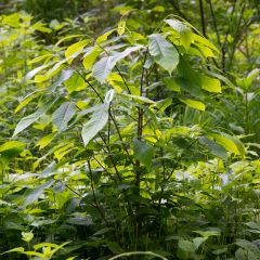 Pawpaw - Asimina triloba