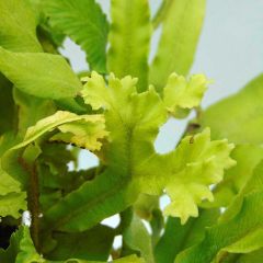 Asplenium scolopendrium Cristatum Group - Tongvaren