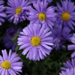 Aster Lady In Blue - Dwergaster