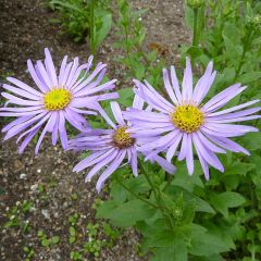 Aster frikartii Mönch - Zomeraster