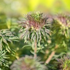 Aster Ann Leys - Nieuw-Engelse aster