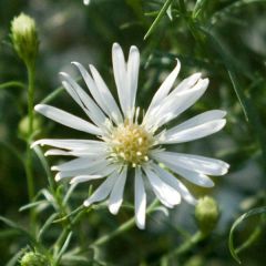 Aster ericoides pringlei Monte Cassino - Septemberkruid