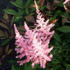 Astilbe arendsii Erika - Pluimspirea