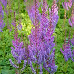 Astilbe chinensis Pumila - Pluimspirea