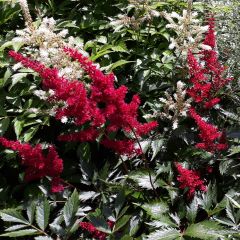 Astilbe japonica Montgomery - Pluimspirea