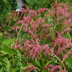 Astilbe thunbergii Straussenfeder - Pluimspirea