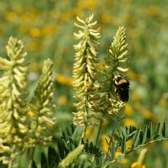 Astragalus canadensis - Astragale van Canada
