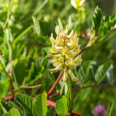 Astragalus glycyphyllos - Hokjespeul