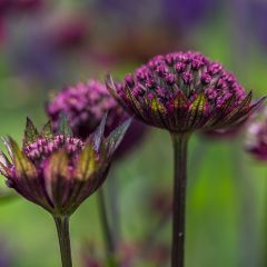 Astrantia major Hadspen Blood - Zeeuws knoopje
