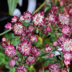 Astrantia major Moulin Rouge - Zeeuws knoopje