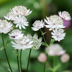 Astrantia major Shaggy - Zeeuws knoopje