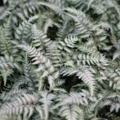 Athyrium niponicum Pewter Lace - Japanse regenboogvaren