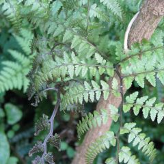 Athyrium otophorum var. okanum - Japanse wijfjesvaren