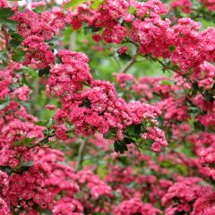 Crataegus laevigata Paul's Scarlet - Tweestijlige meidoorn