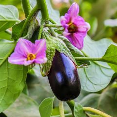 Aubergine Black Beauty