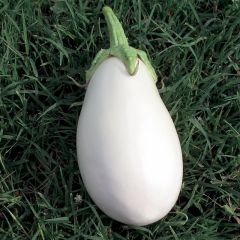 Aubergine Clara F1 (jonge planten - geënt)