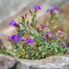 Blauwkussen Dr Mules Variegated - Aubrieta