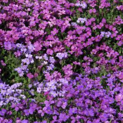 Blauwkussen Mixed Hybrids (zaad) - Aubrieta