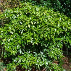 Aucuba japonica - Broodboom