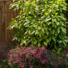 Aucuba japonica Variegata - Broodboom