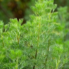 Artemisia abrotanum - Citroenkruid