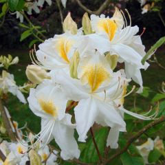 Rhododendron mollis Persil - Azalea mollis