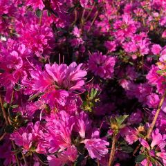 Rhododendron kaempferi Amoena - Azalea
