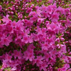 Rhododendron Blue Danube - Japanse azalea