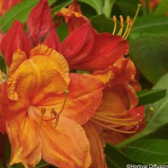 Rhododendron mollis Glowing Embers - Bladverliezende azalea