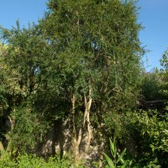 Azara microphylla - Vanilleboom