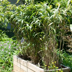 Pseudosasa japonica - Japanse bamboe