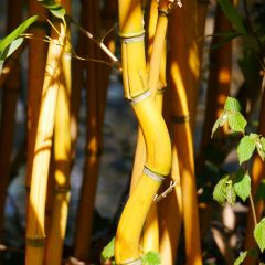Phyllostachys aureosulcata Aureocaulis - Gele bamboe
