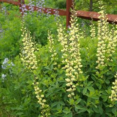 Baptisia Carolina Moonlight - Valse indigo