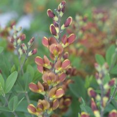 Baptisia Cherries Jubilee - Blauwe valse indigo
