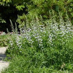 Baptisia Starlite Prairieblues - Blauwe valse indigo