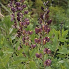 Baptisia Twilight Prairie Blues - Blauwe valse indigo