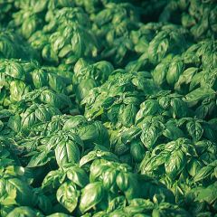 Grote groene basilicum BIO