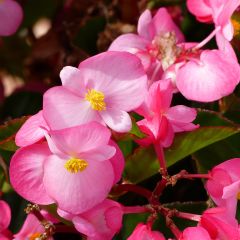 Begonia Big F1 Roze - Perkbegonia
