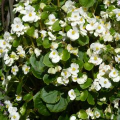Begonia semperflorens Super Olympia Wit - Waterbegonia