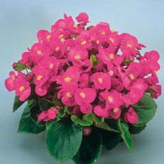 Begonia semperflorens Super Olympia Roze - Waterbegonia