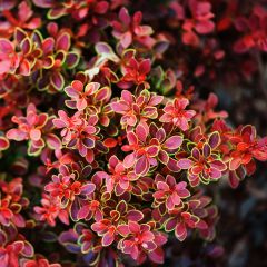 Berberis thunbergii Admiration - Japanse berberis
