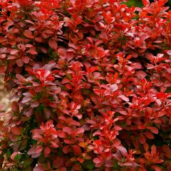 Berberis thunbergii Orange Rocket - Japanse berberis
