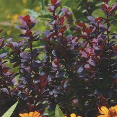 Berberis thunbergii Bagatelle - Japanse berberis
