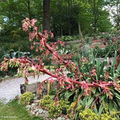 Beschorneria yuccoides Quicksilver - Mexicaanse lelie