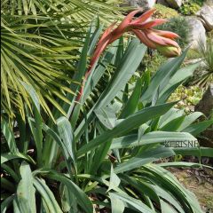 Beschorneria septentrionalis - Mexicaanse lelie